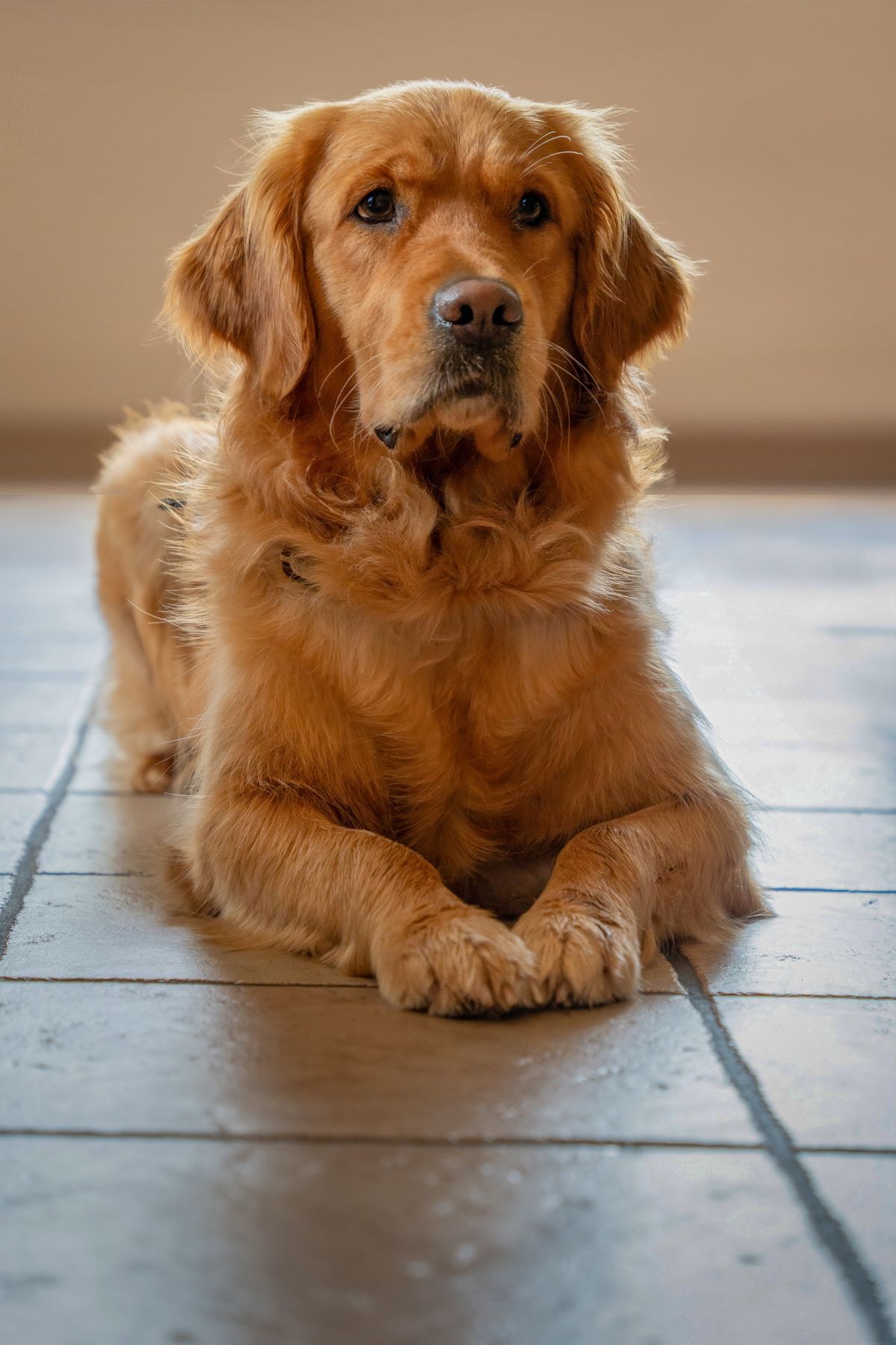 Golden Retriever relaxing on cool floor indoors during summer