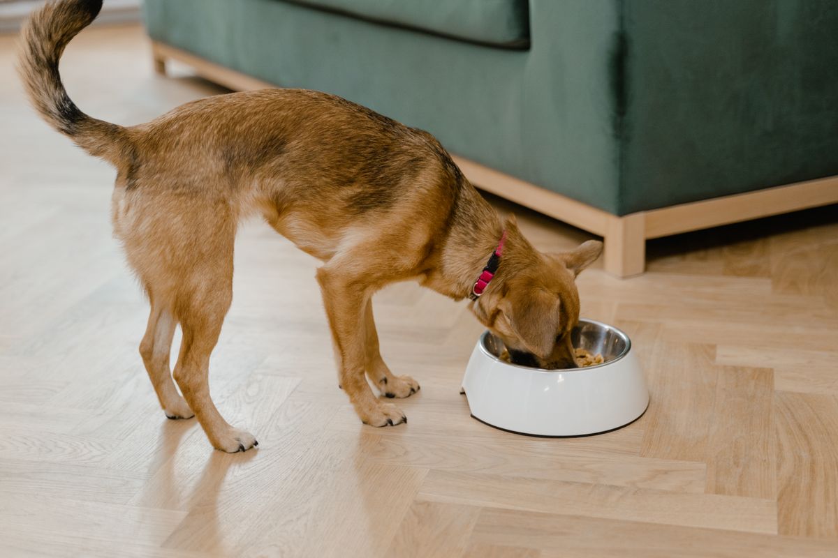 Puppy eating dry kibble from a bowl on the floor