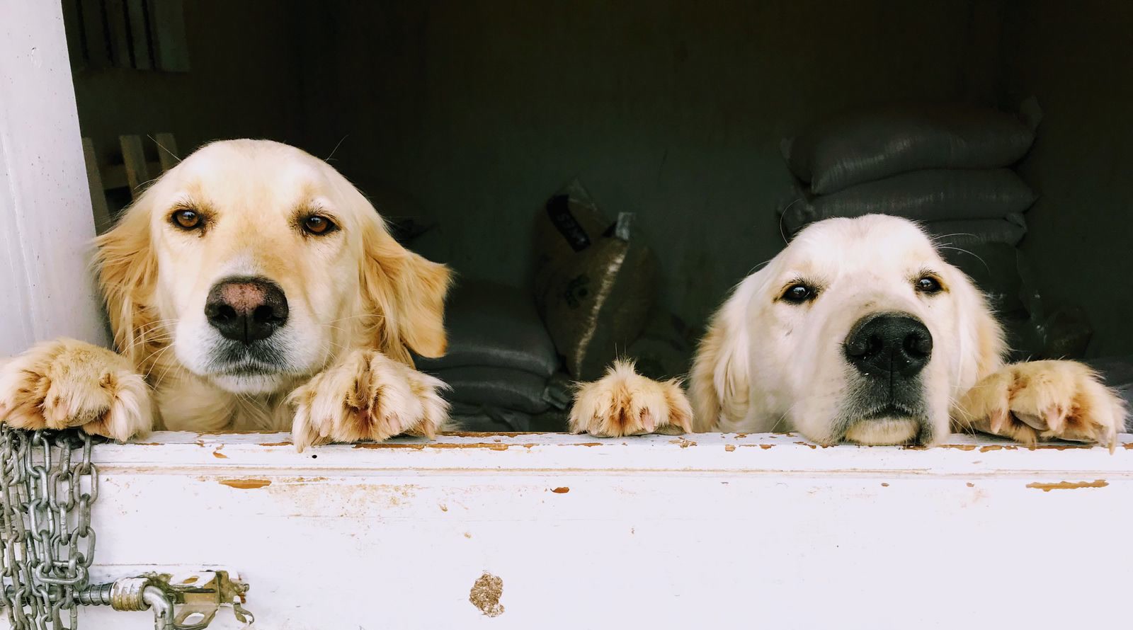 Two golden retrievers waiting behind a white wooden gate