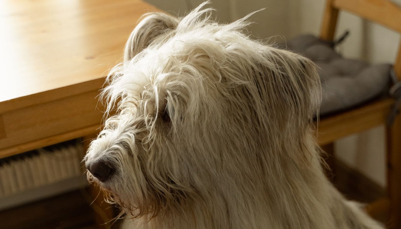 Person combing a fluffy dog with a flea comb