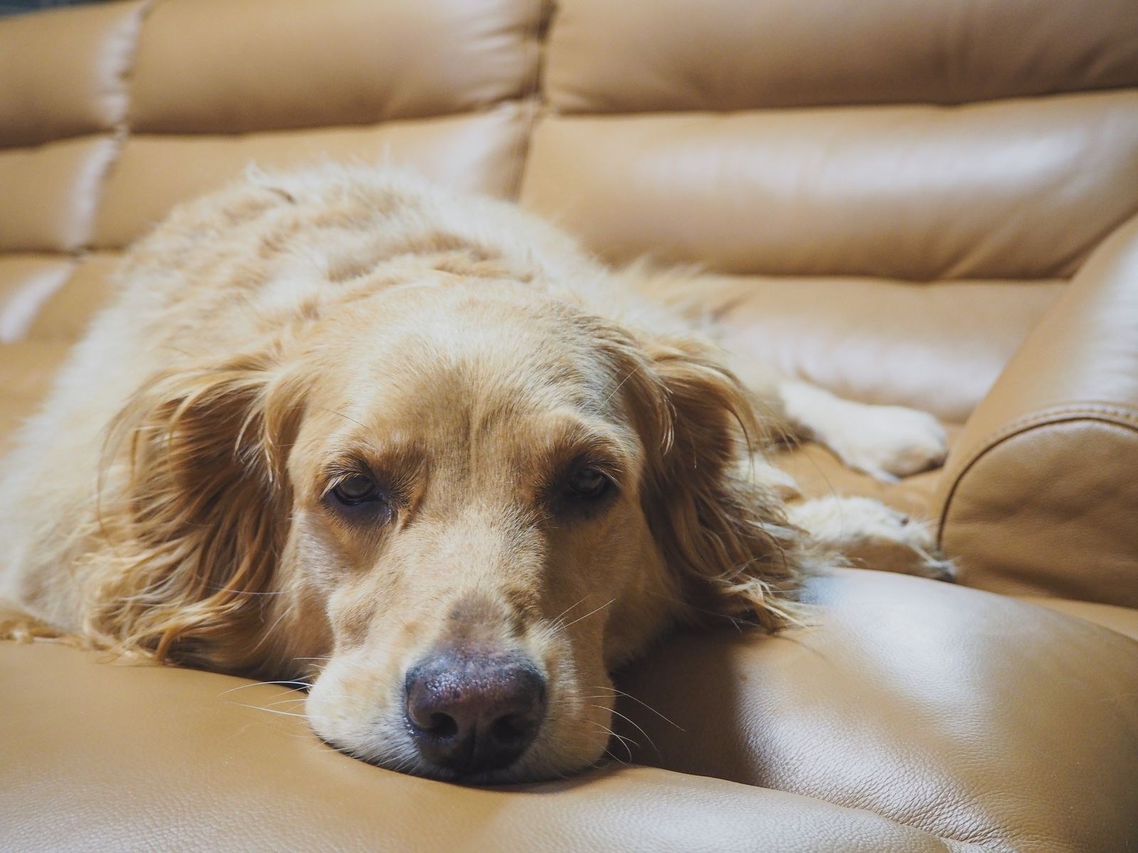 Golden retriever resting on a leather couch