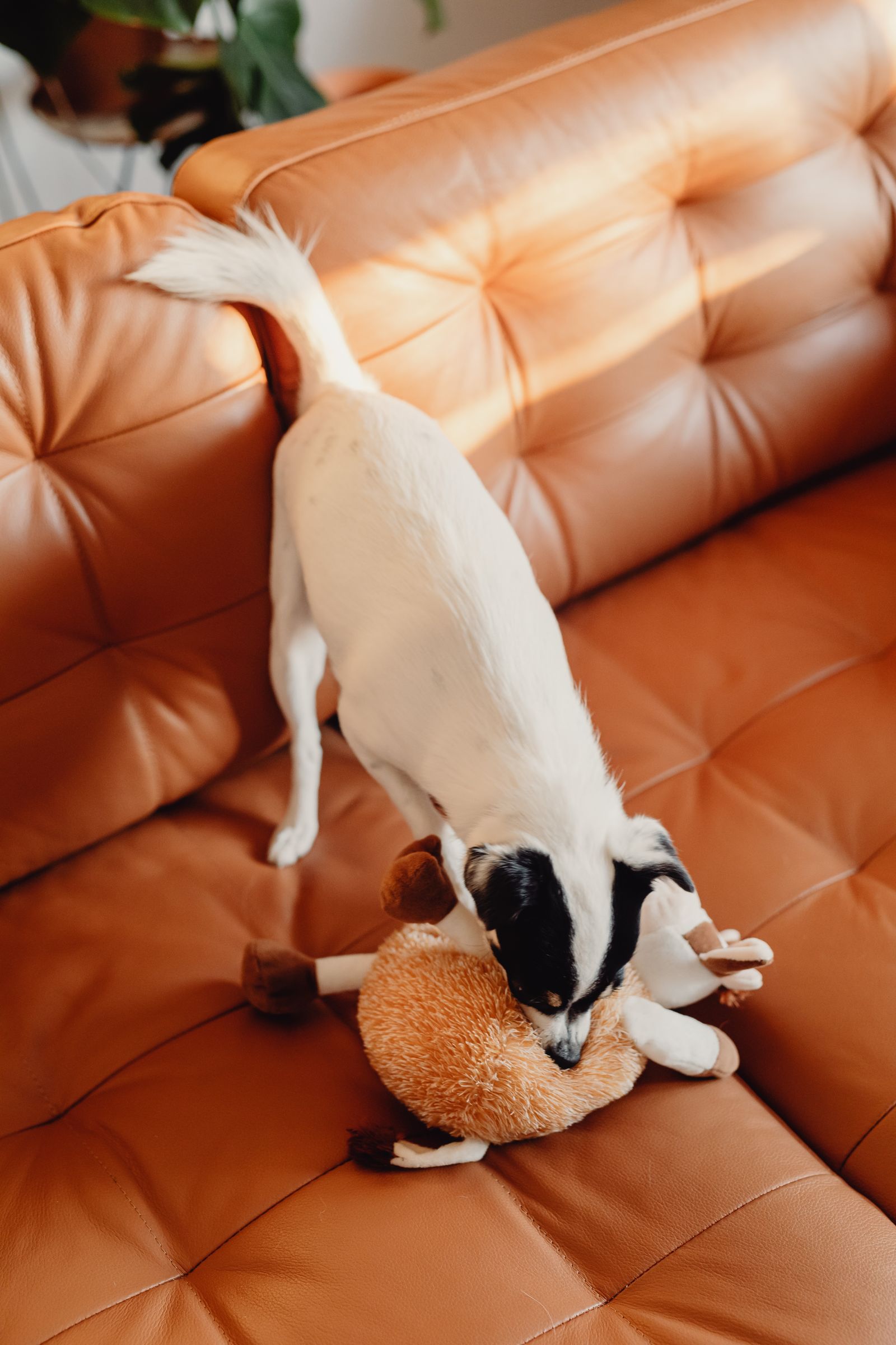 White dog playing with a plush toy on a brown leather couch