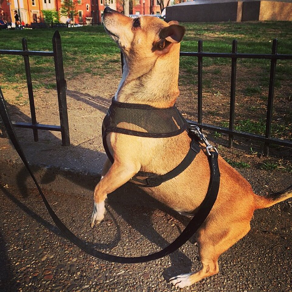 Border collie mix standing alert on a leash by a park fence, wearing a harness