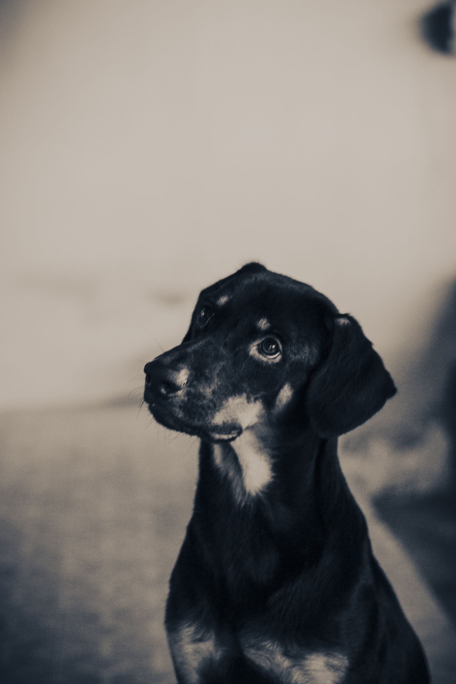 Curious dog looking with attention
