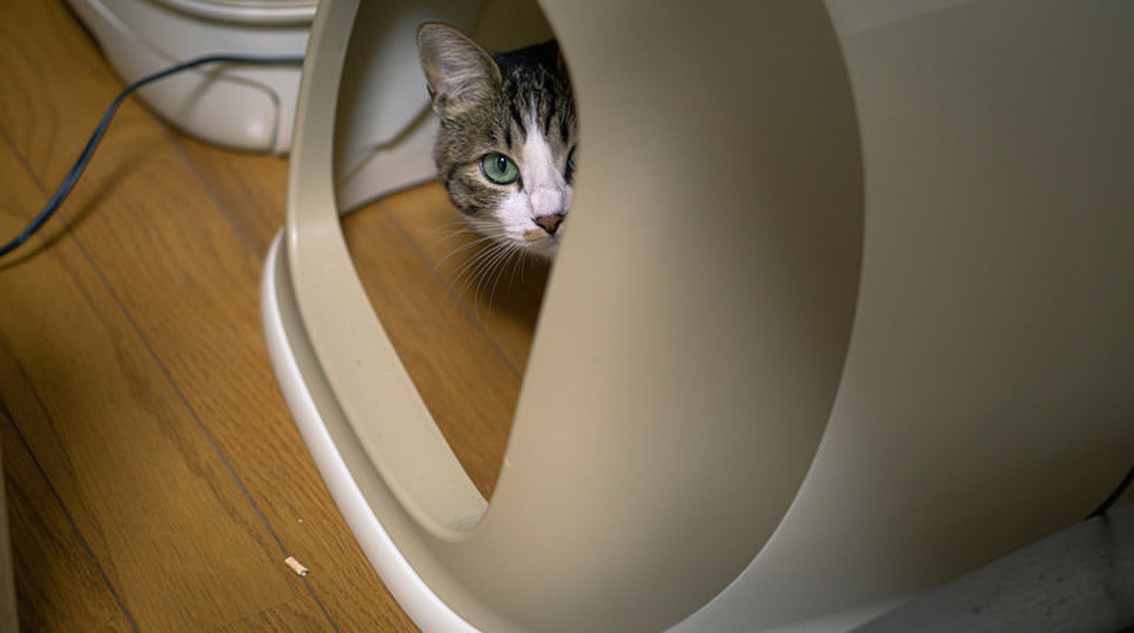The right mat catches what the paws carry out — the box is only half the system