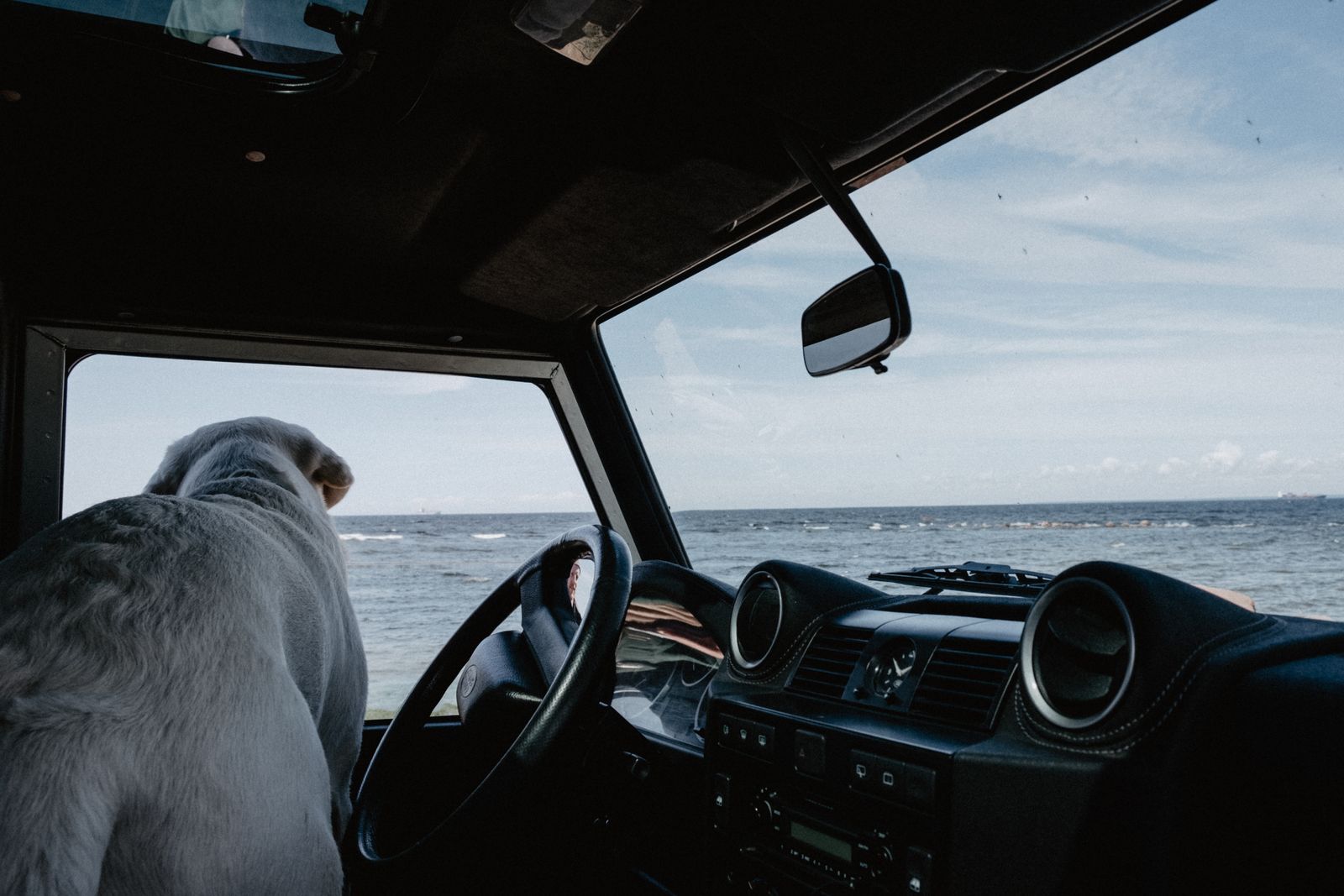Dog looking out a car window at the ocean