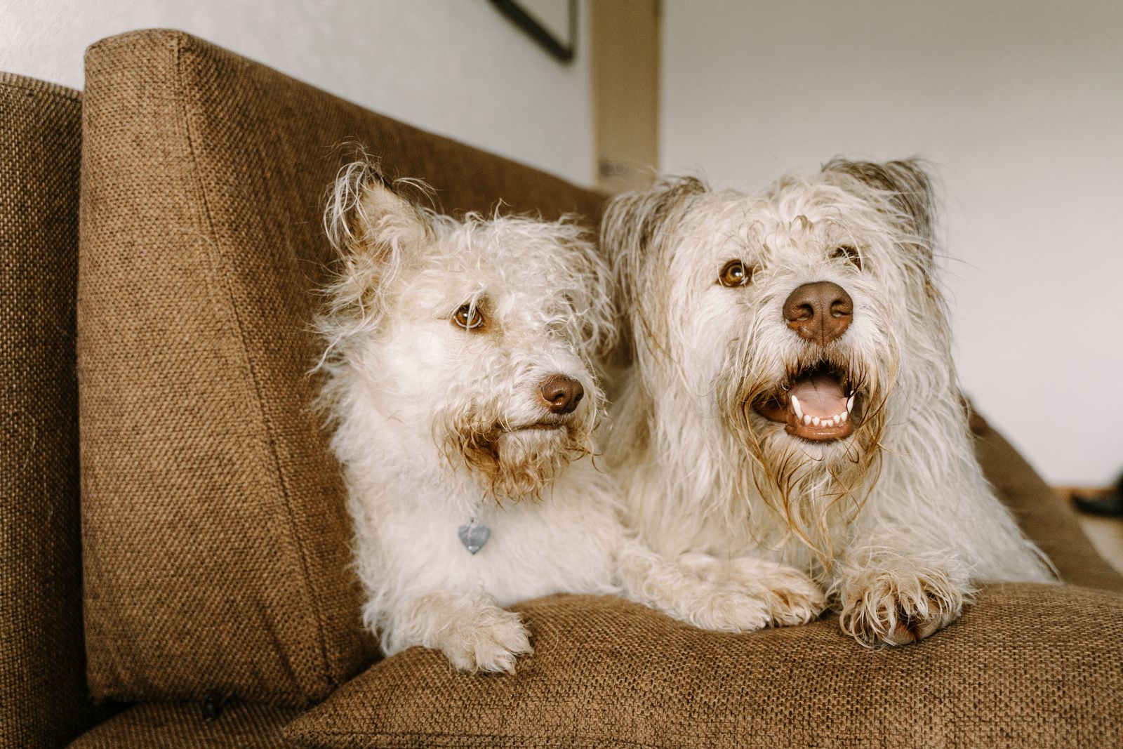 Two small dogs lying on a brown fabric sofa