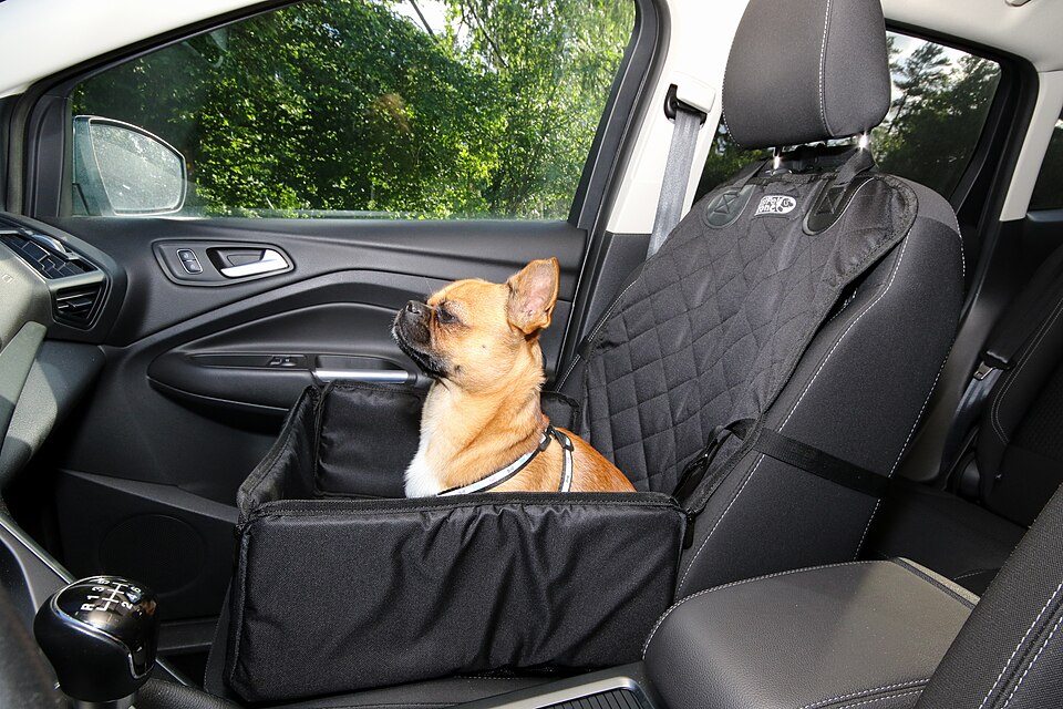 Small dog in the front seat wearing a harness with a seat belt attached