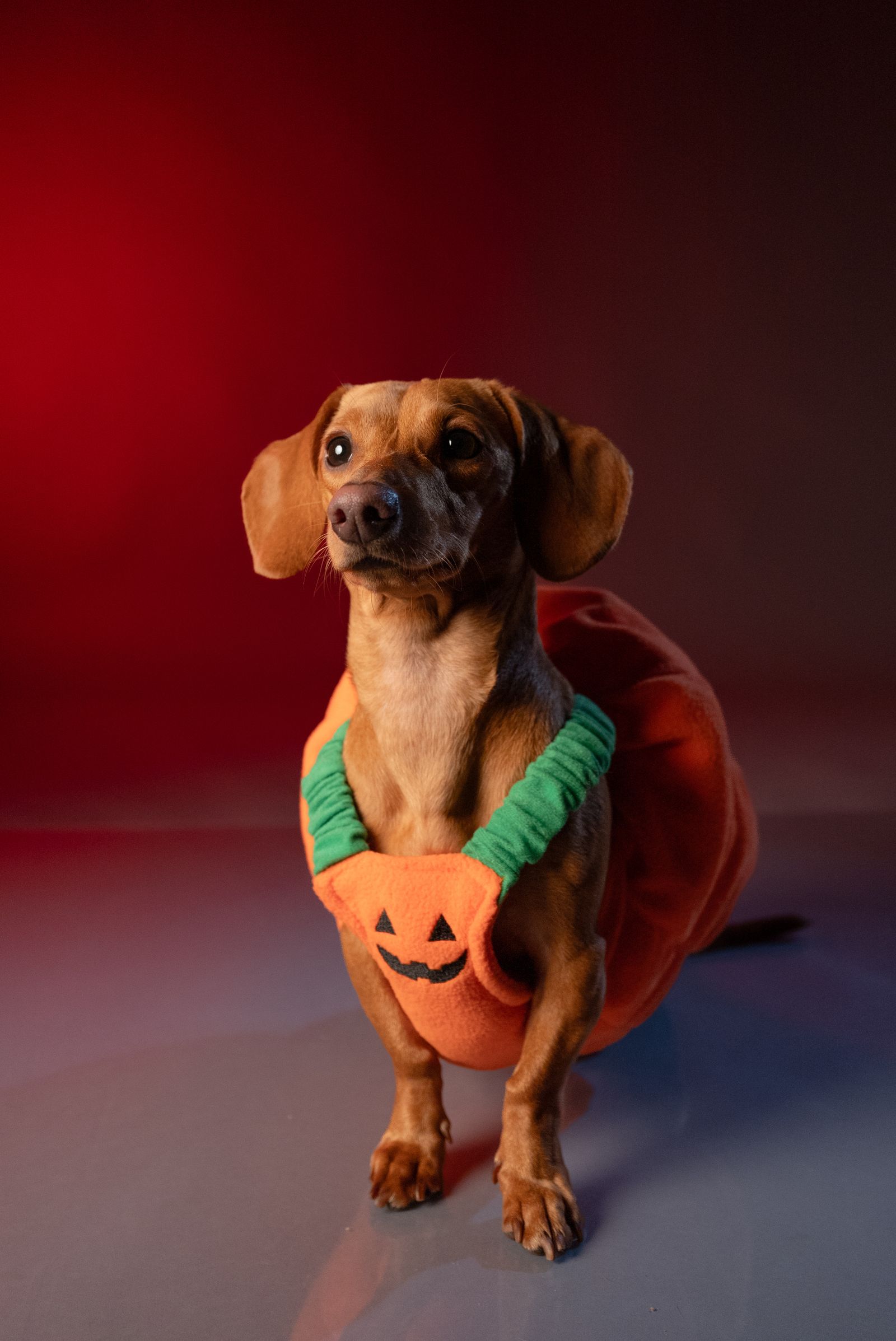 Dachshund in a Halloween pumpkin costume