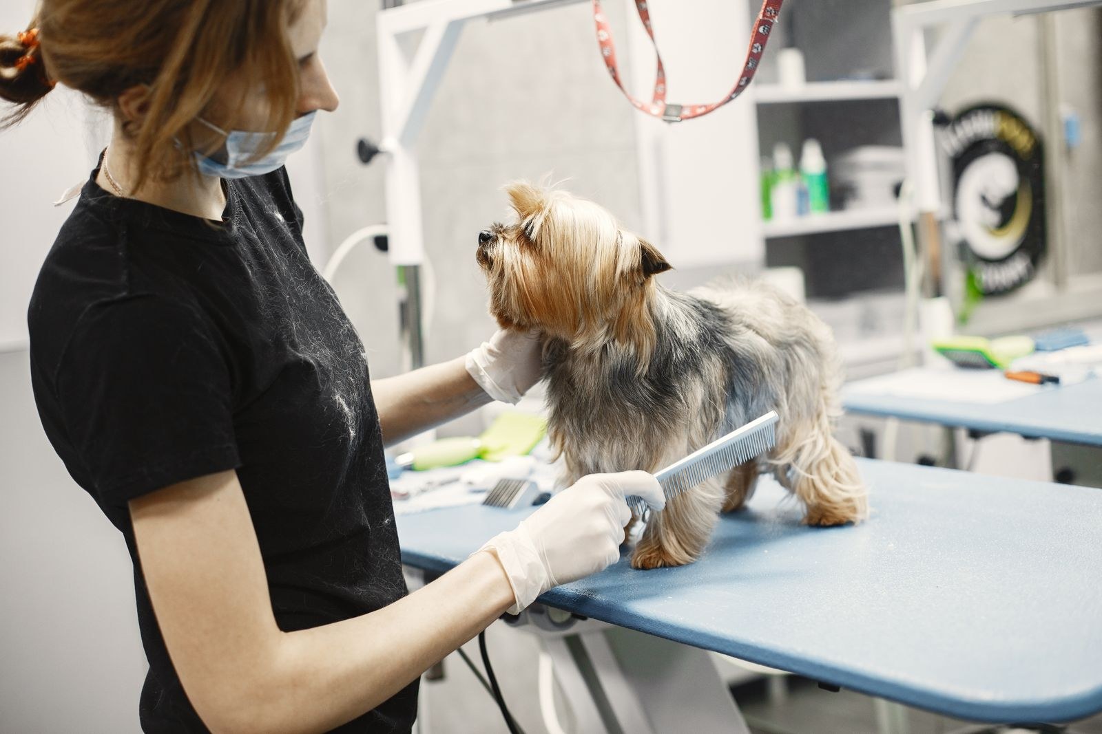 Dog being brushed on a grooming table
