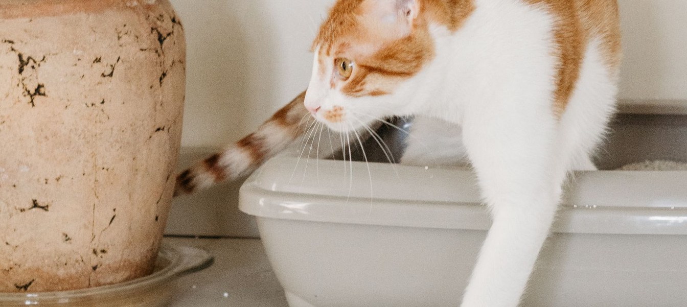 Tabby cat investigating a litter box area