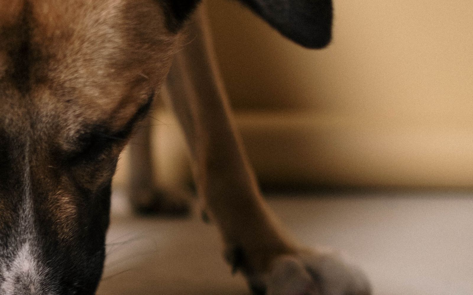 Brown dog sniffing around its white food bowl