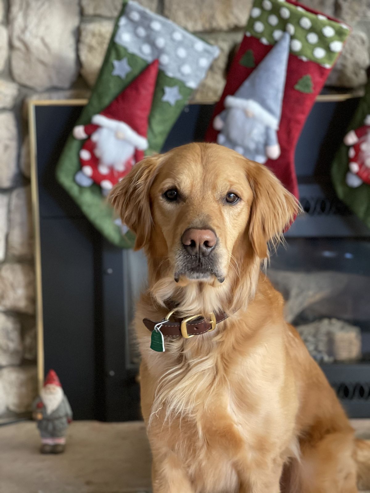 Golden retriever sitting by a fireplace with Christmas stockings