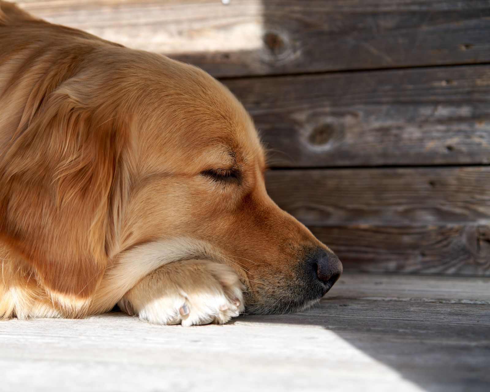 Golden retriever sleeping on a wooden floor at home