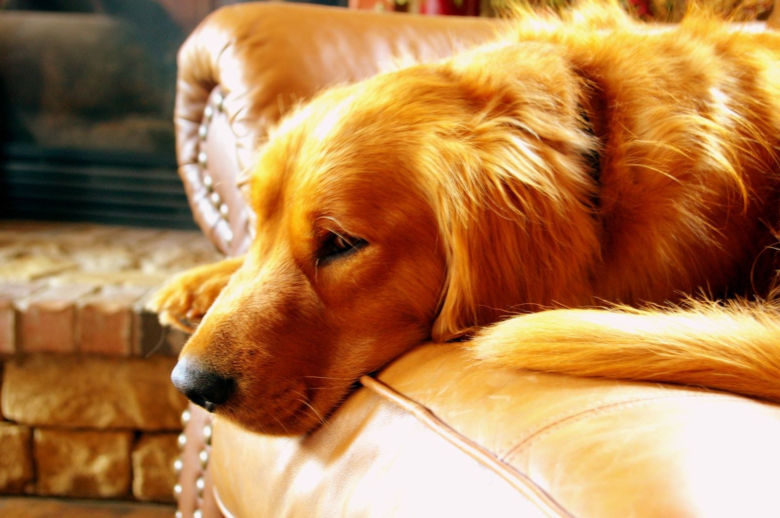 Golden retriever lying on a leather couch indoors