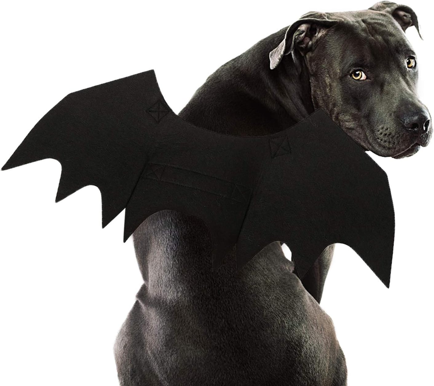 Rypet felt bat wings on a dog
