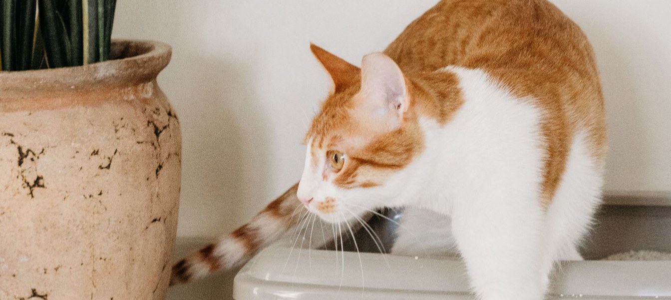 Cat stepping out of a litter box beside a potted plant