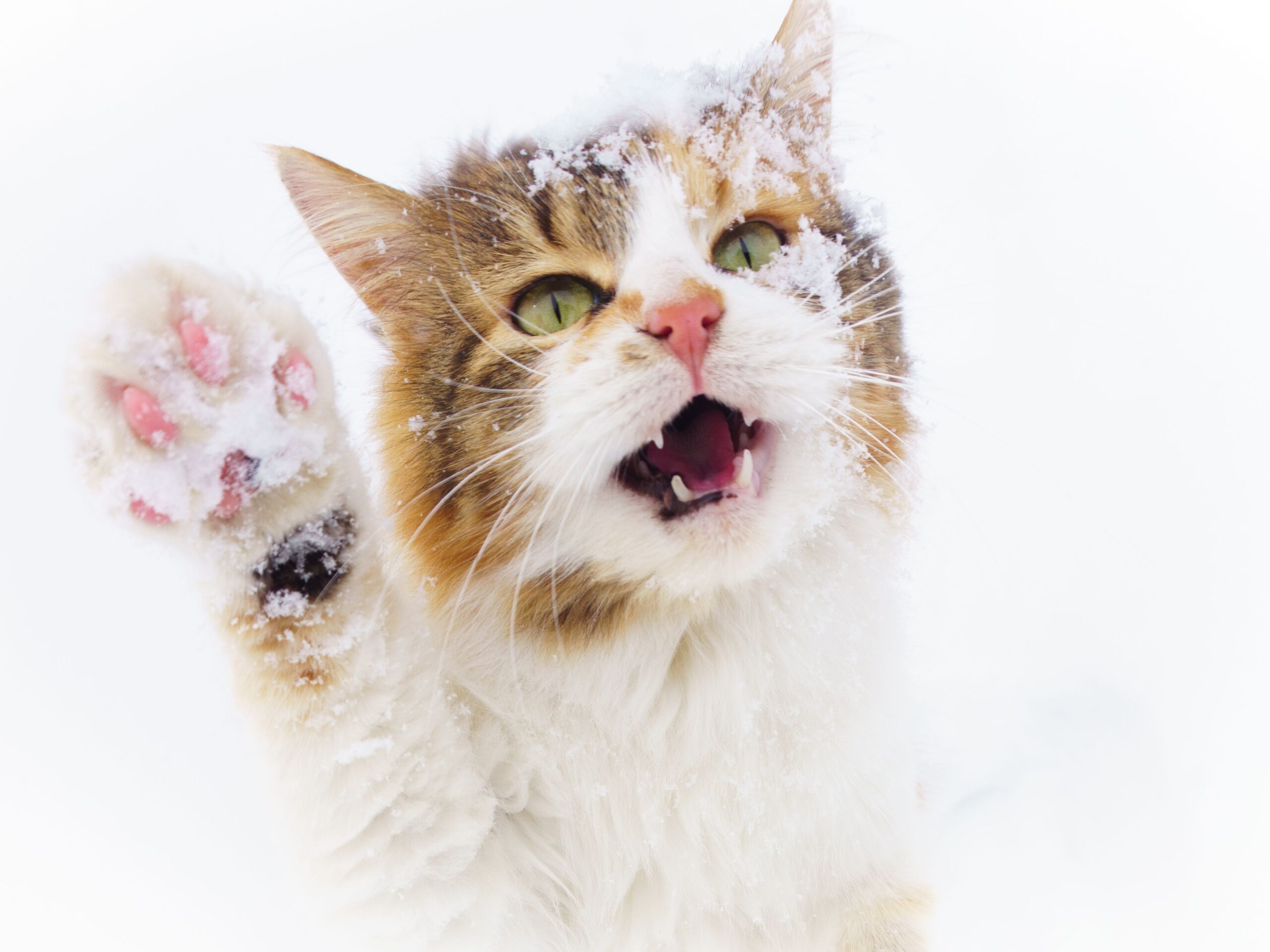 Cat in winter snow outdoors
