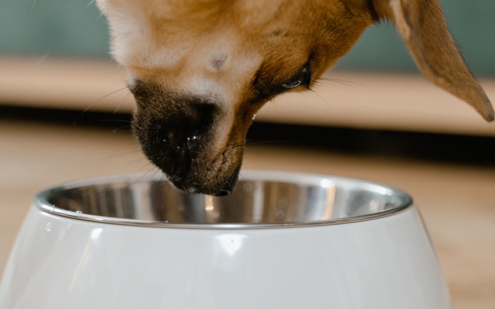 Golden retriever puppy in pink bowl eating from a white ceramic dog bowl