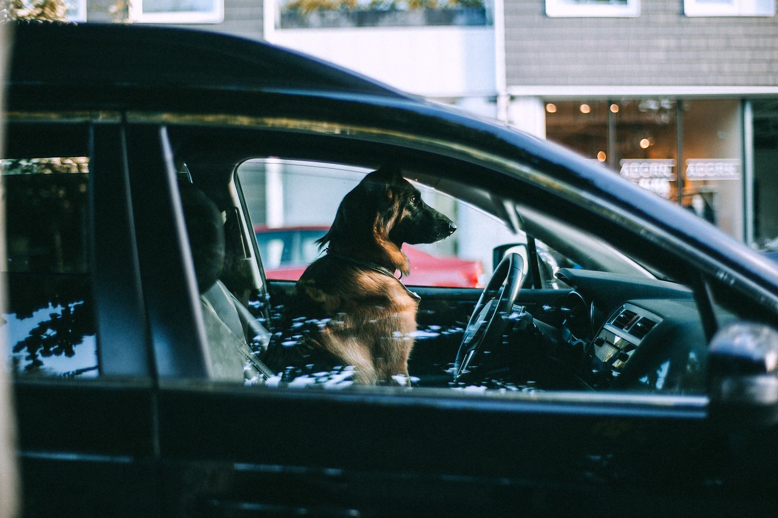 Big dog sitting alone in the driver seat of a car parked on a street