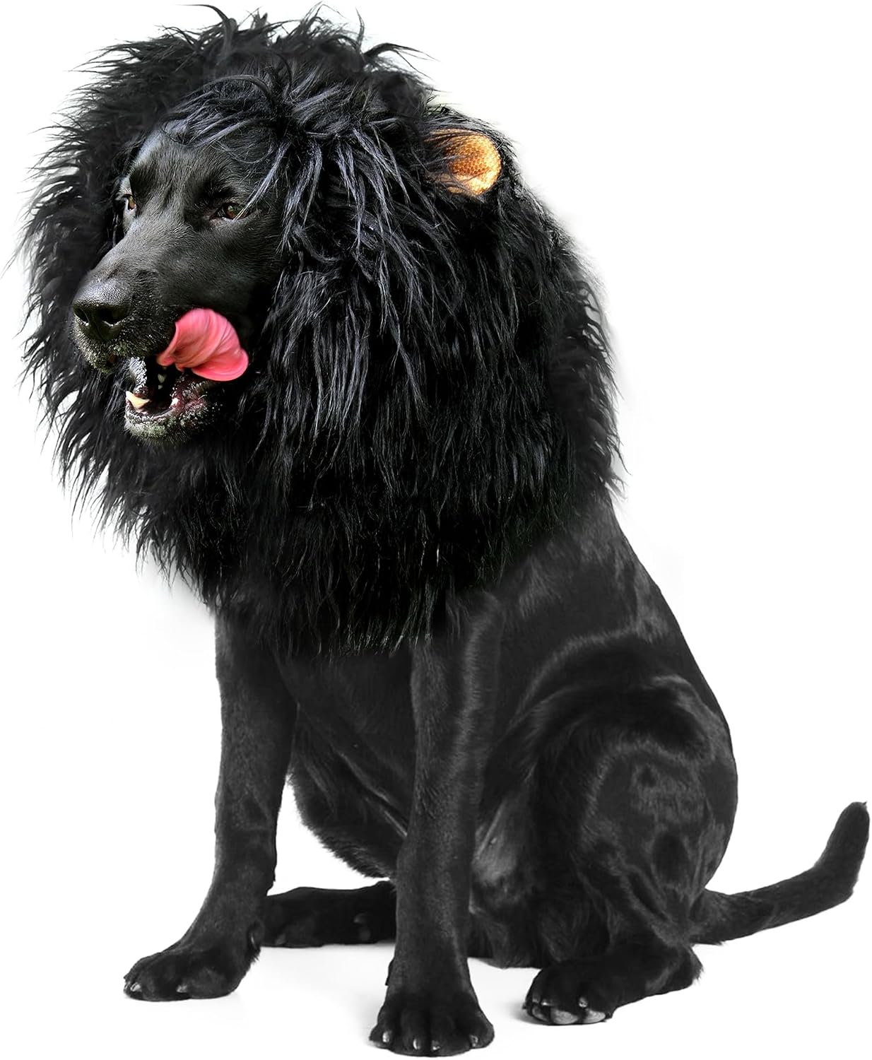 Onmygogo lion mane wig on a dog