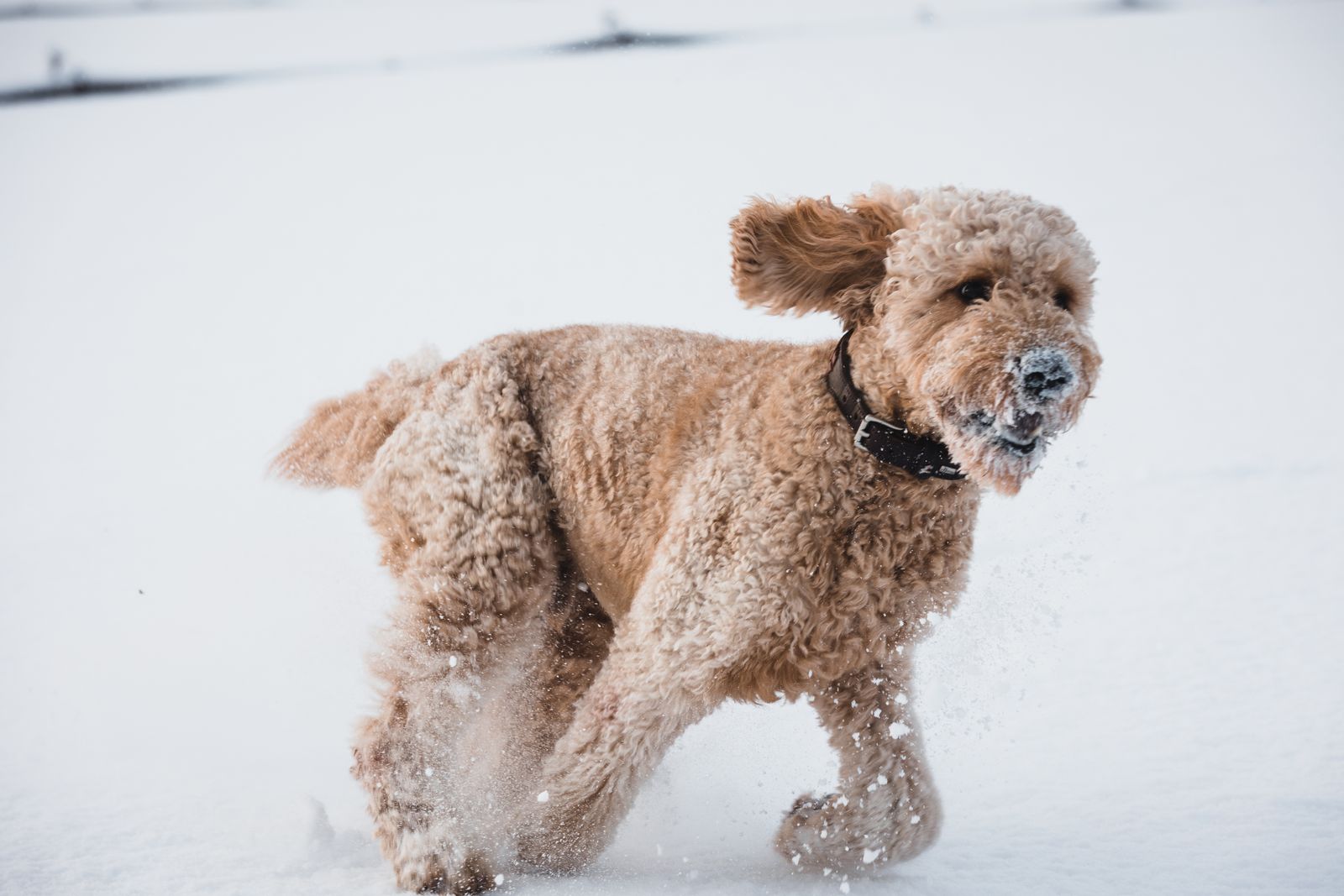 Dog running through snow at full speed