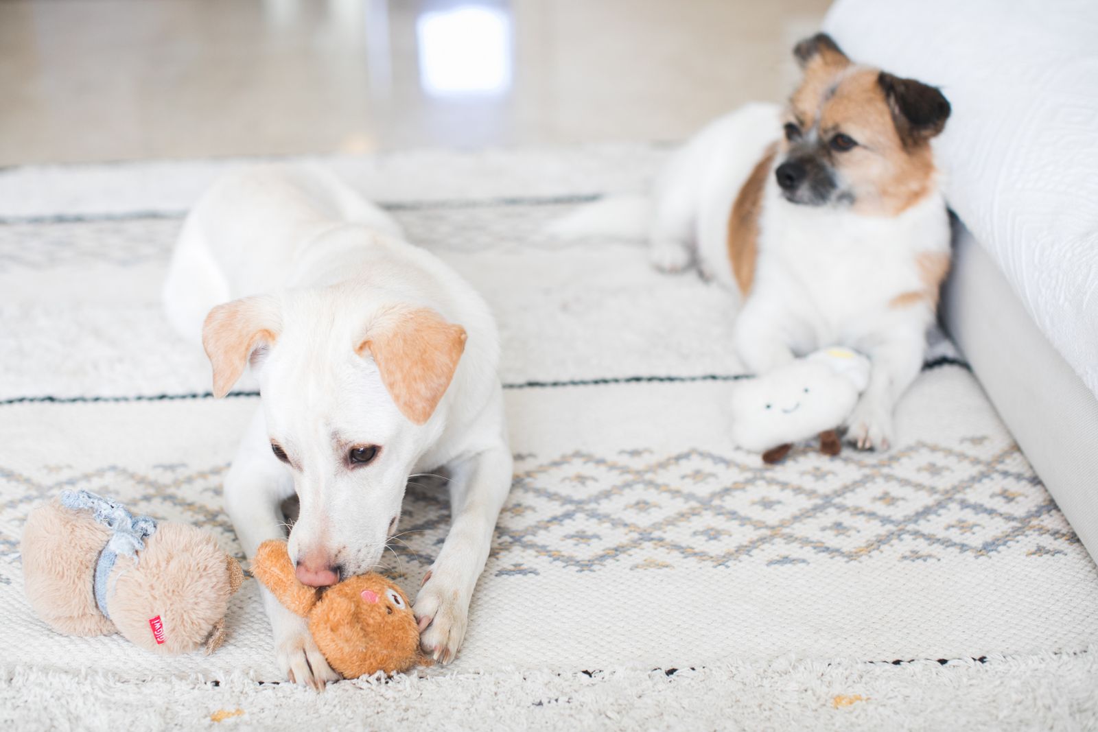 Two dogs relaxing on a rug with their toys