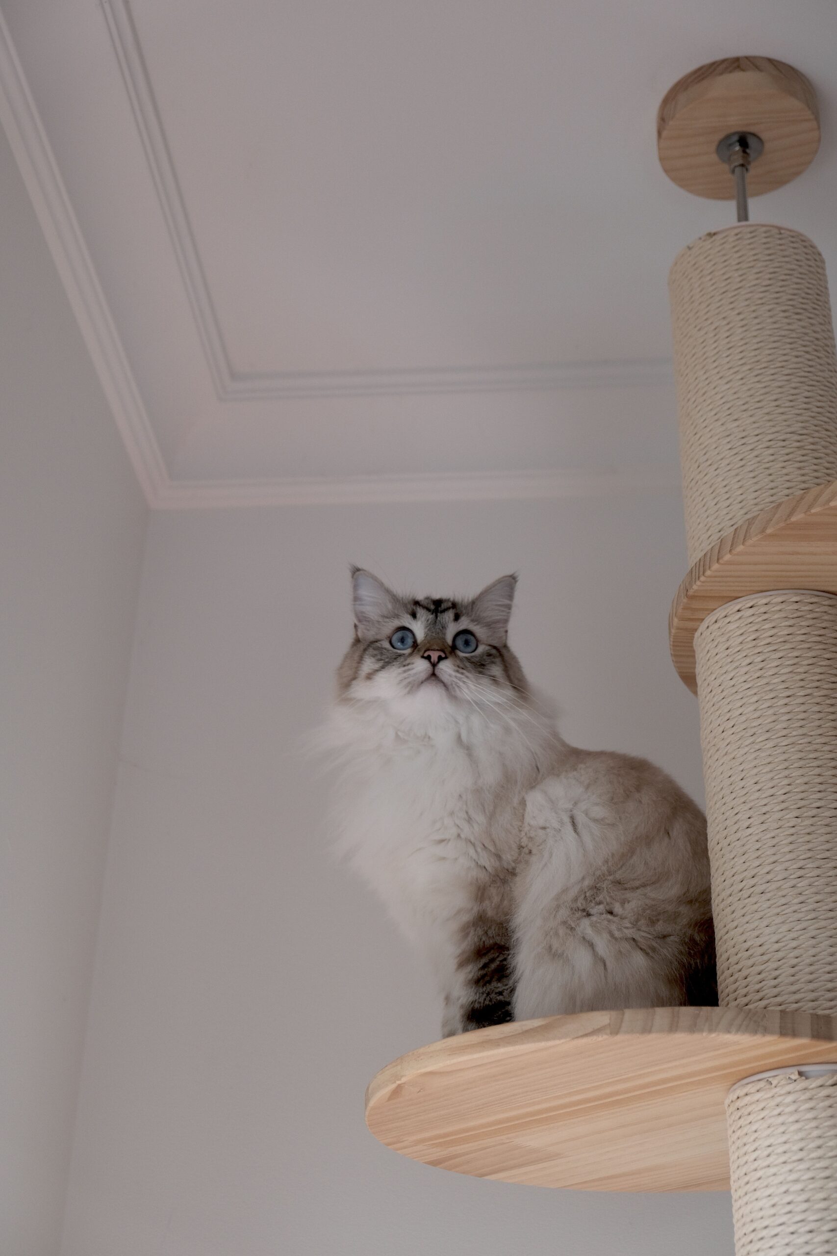 Cat claiming the top perch of a multi-level cat tree — vertical territory is the whole product
