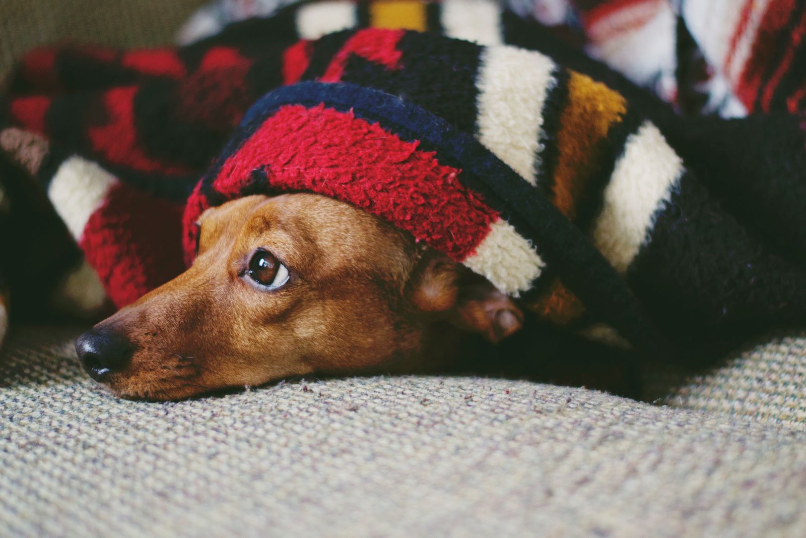 Small dog huddling under a colorful knitted blanket with a worried expression