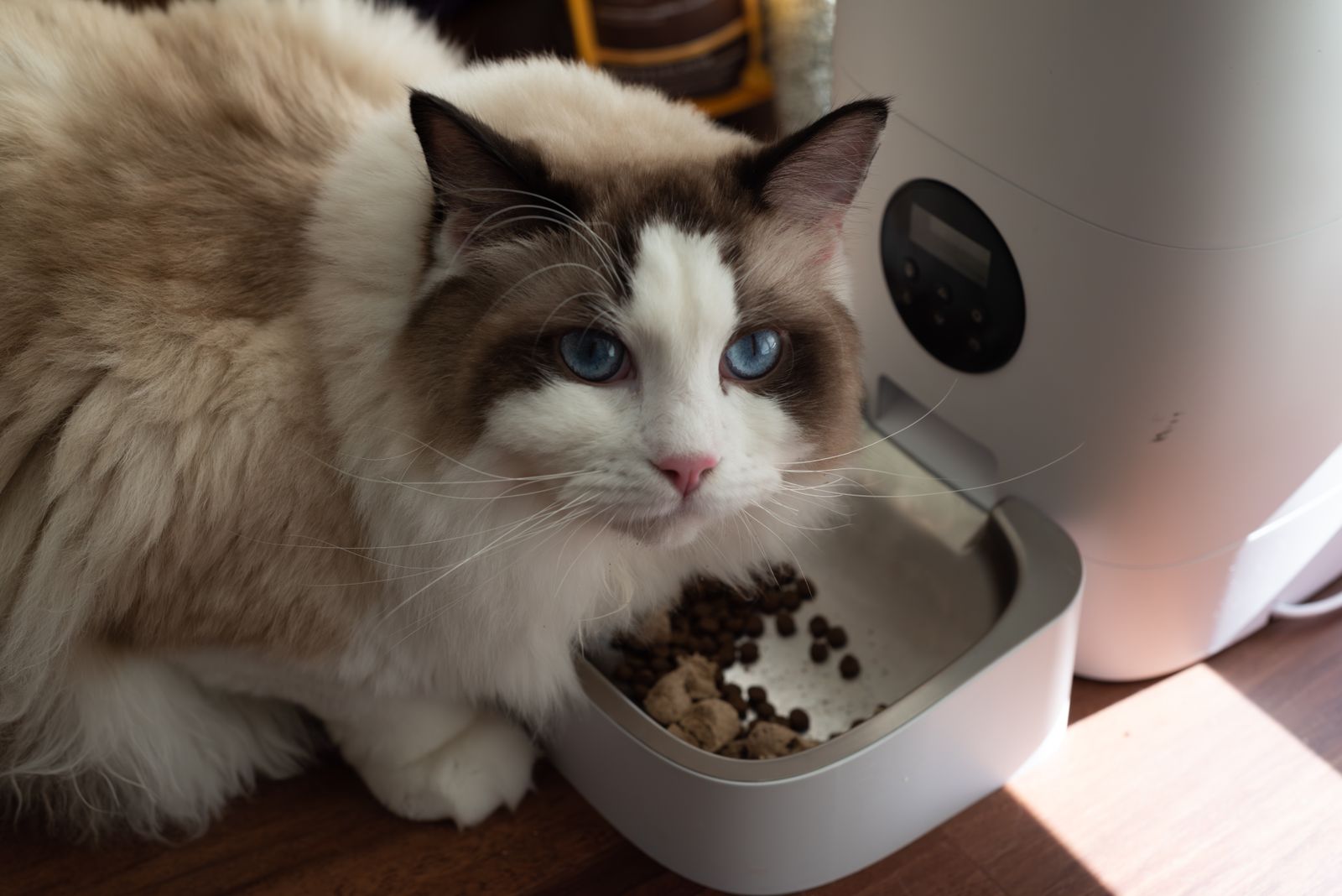 Cat sitting next to bowls of food and water