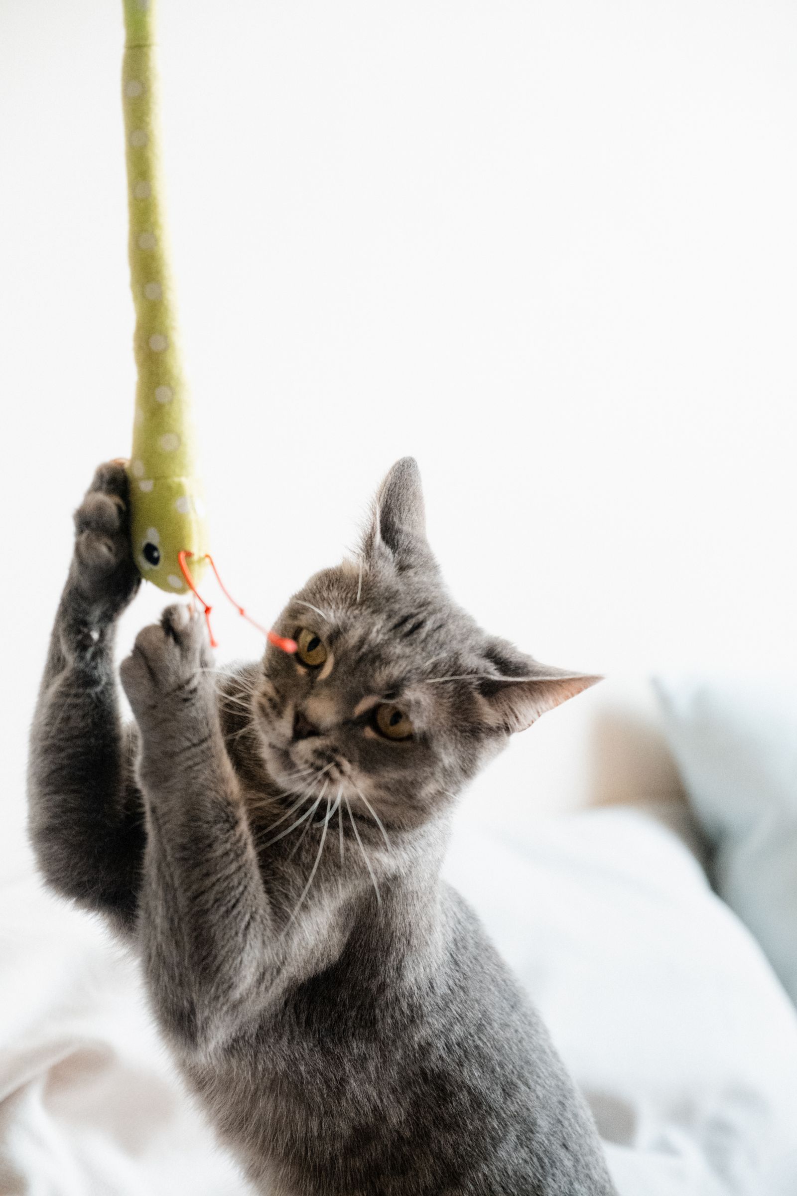 Cat batting at a plush toy on the tree-shaped scratching post — the December reality behind a toy advent calendar