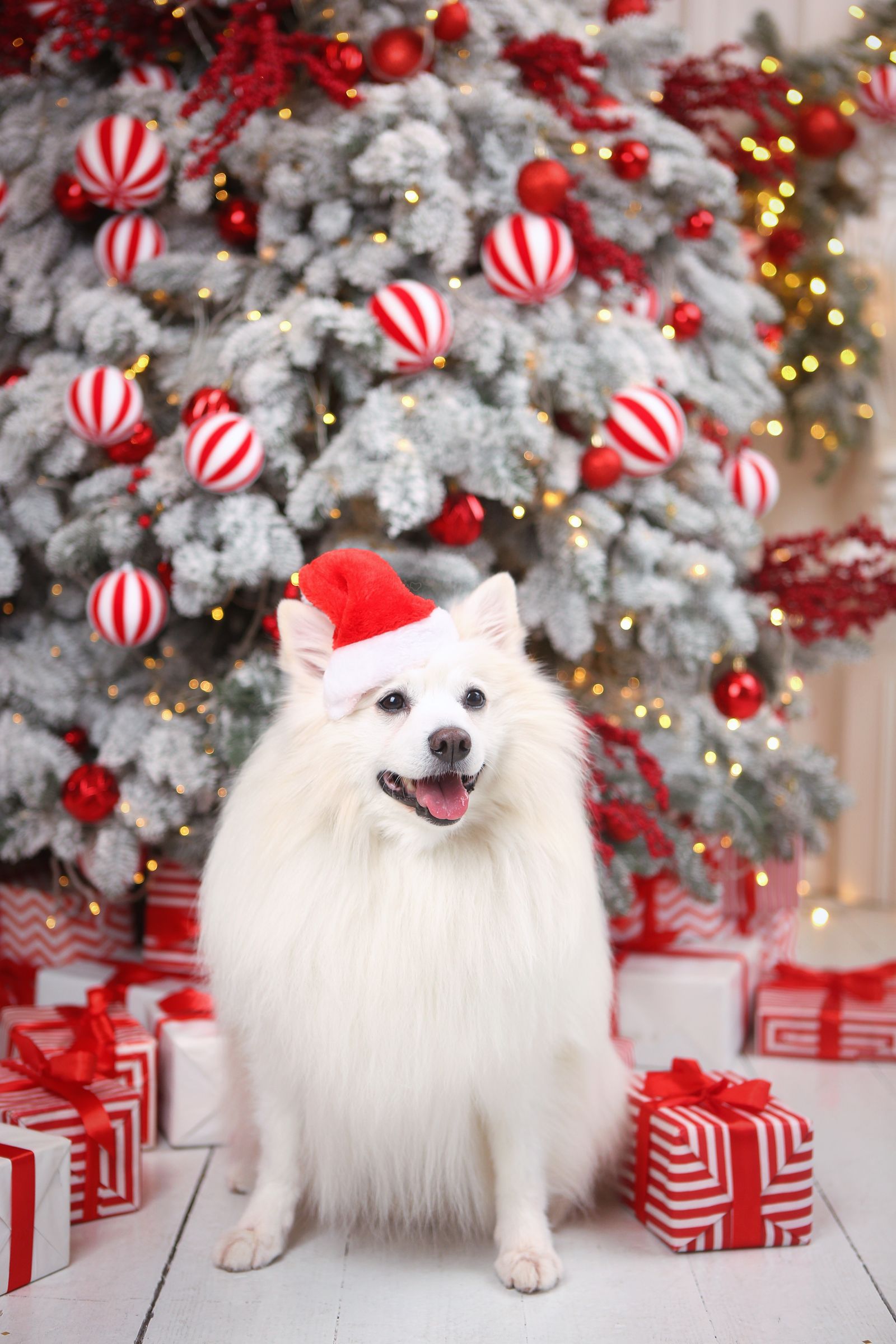 White dog in a Santa hat sitting by a decorated Christmas tree with gift boxes
