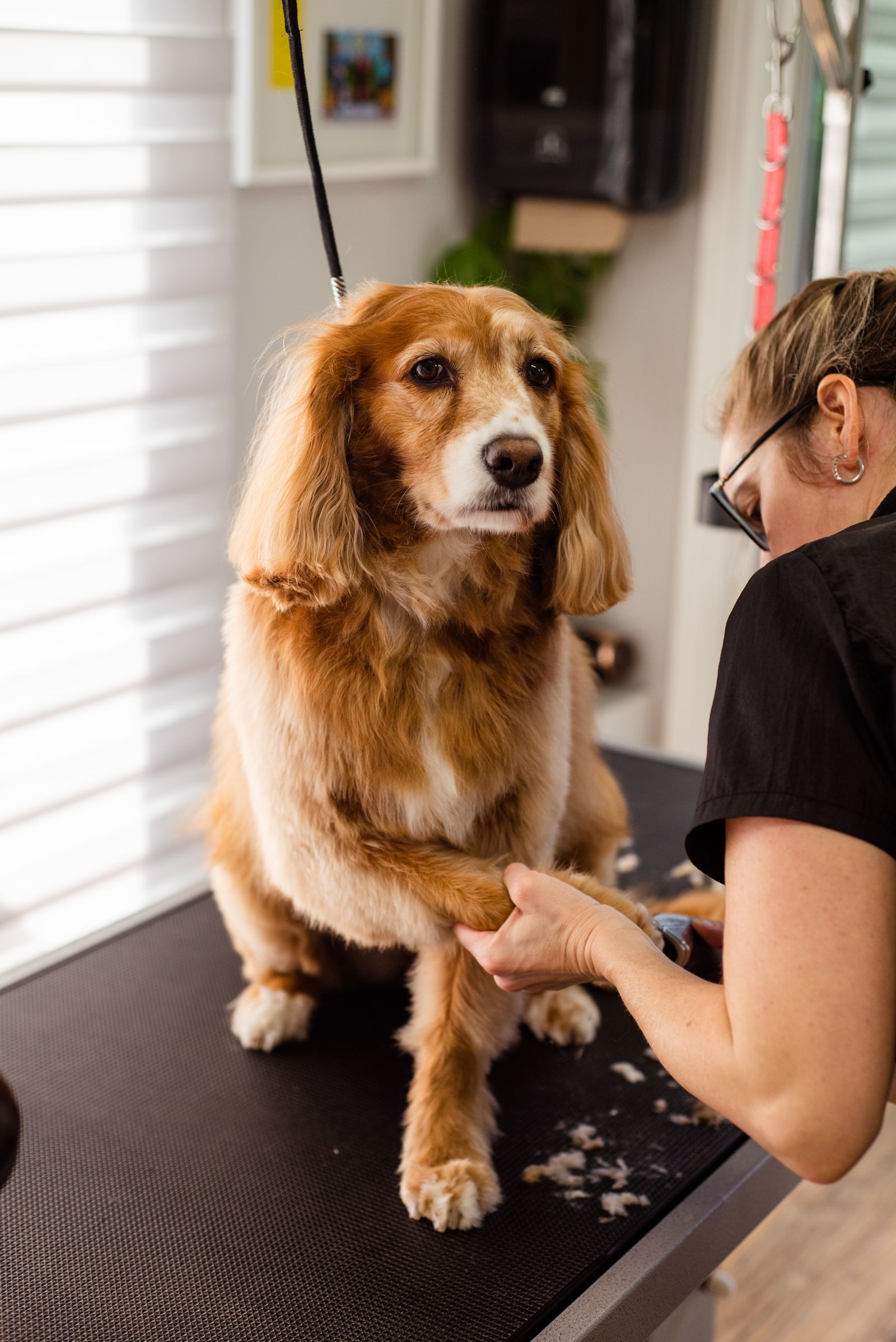 A groomer carefully trimming a golden spaniel's nails