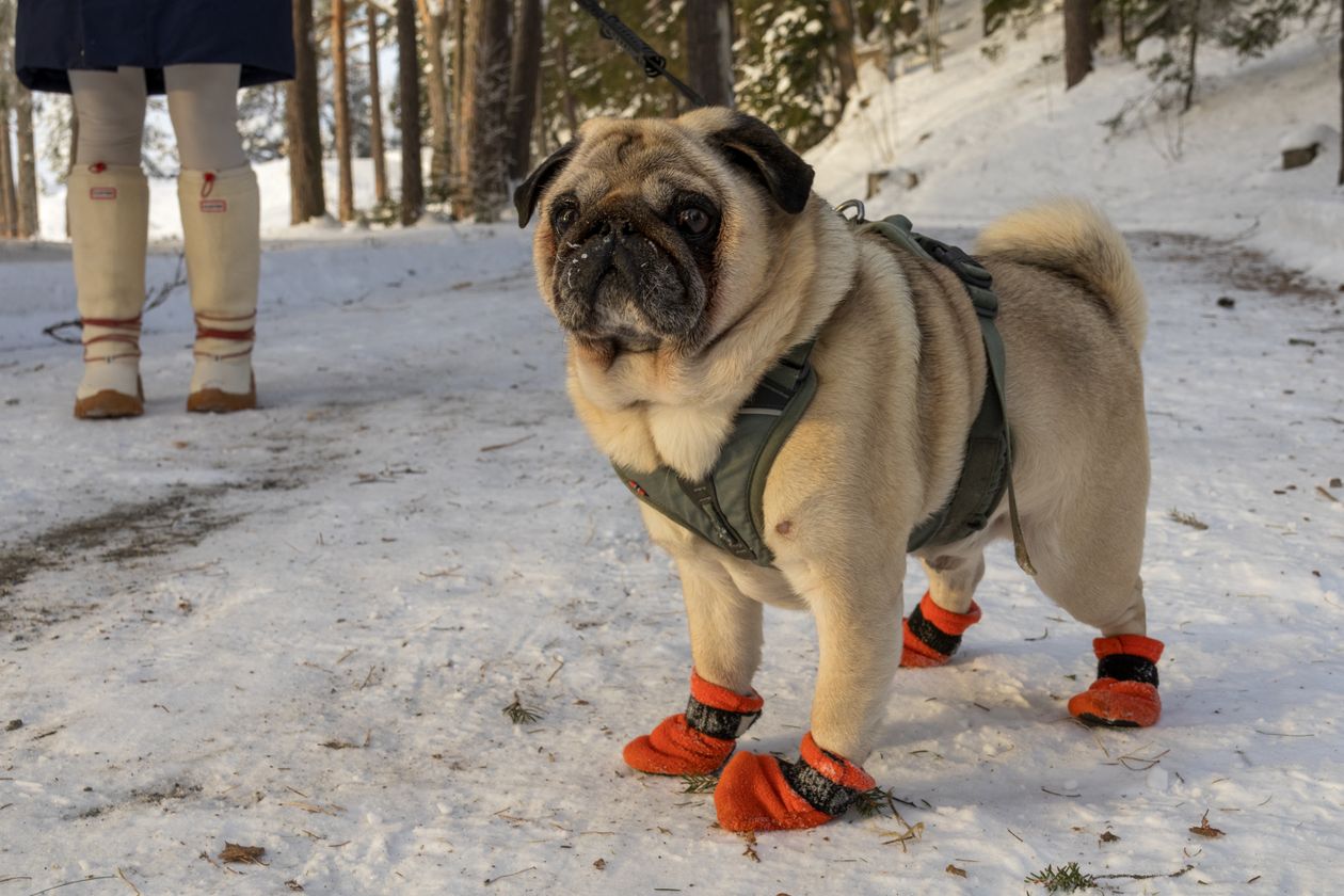 Dog in paw socks on winter ground