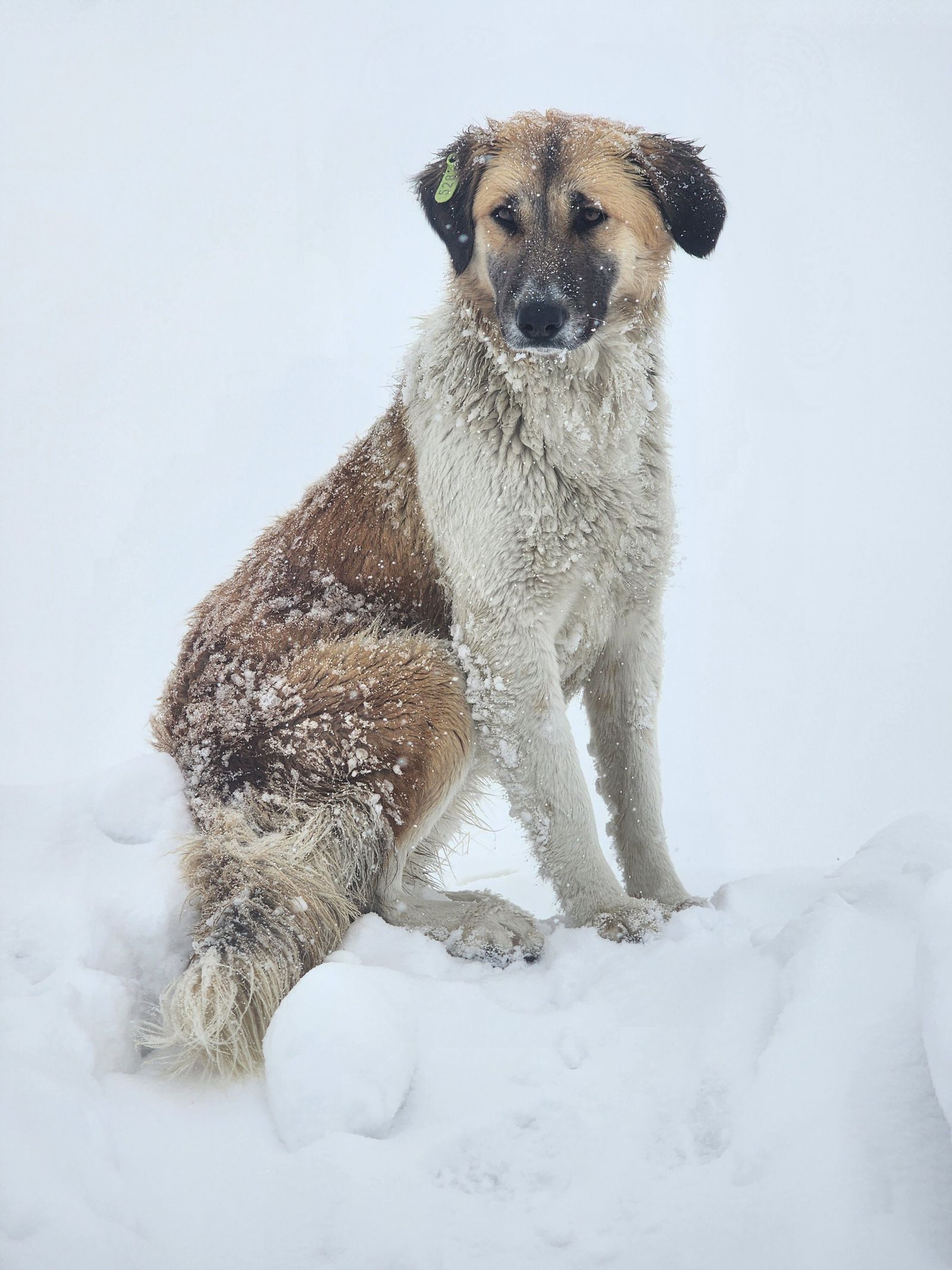 A dog sitting in deep snow outdoors in winter