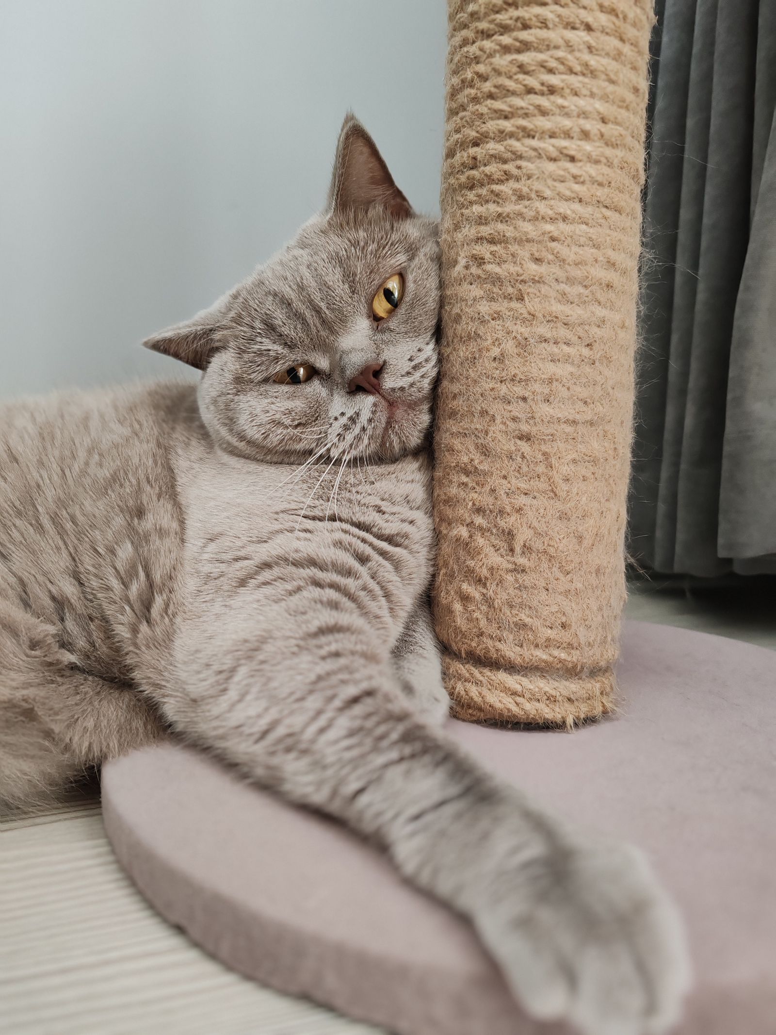 Grey cat relaxing against a scratching post