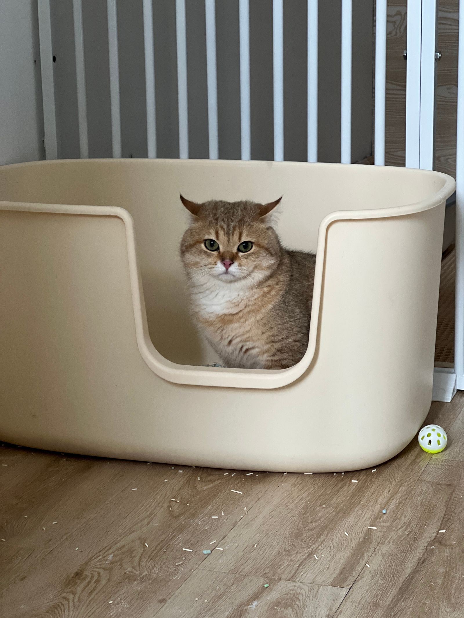 Adorable cat in cozy indoor setting