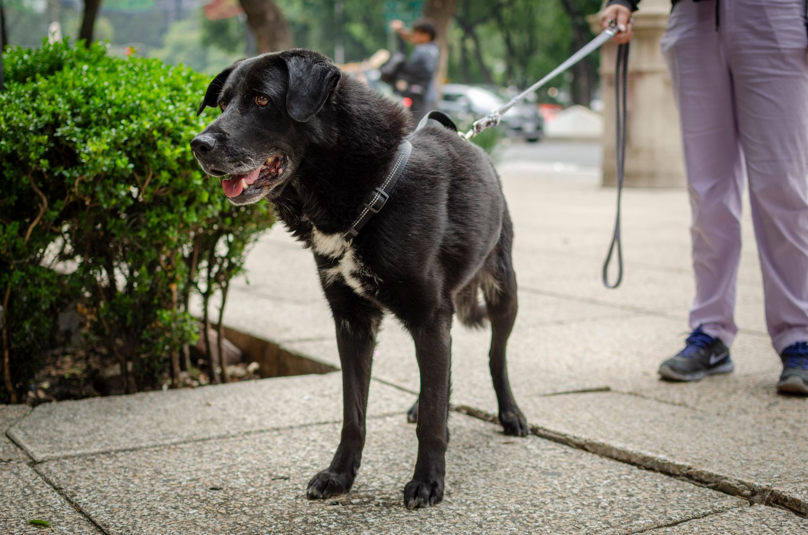 Dog on a leash on a park path with its owner