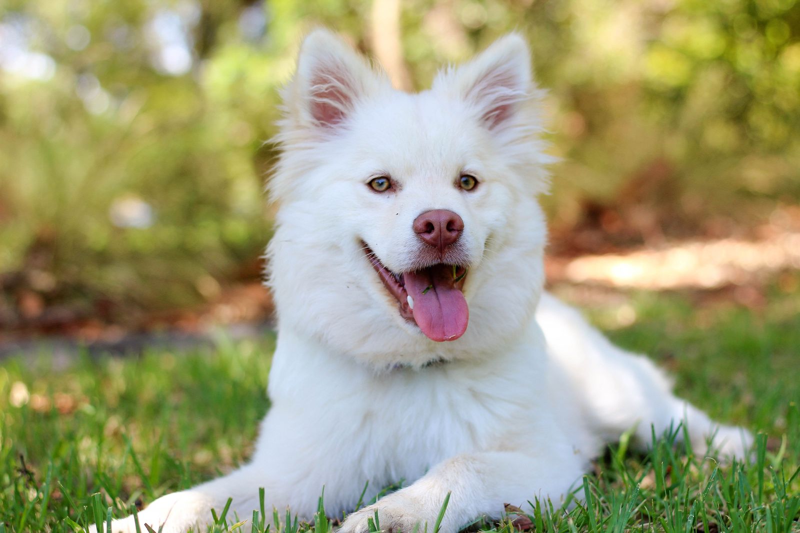 Fluffy white dog lying on grass outside in cold weather