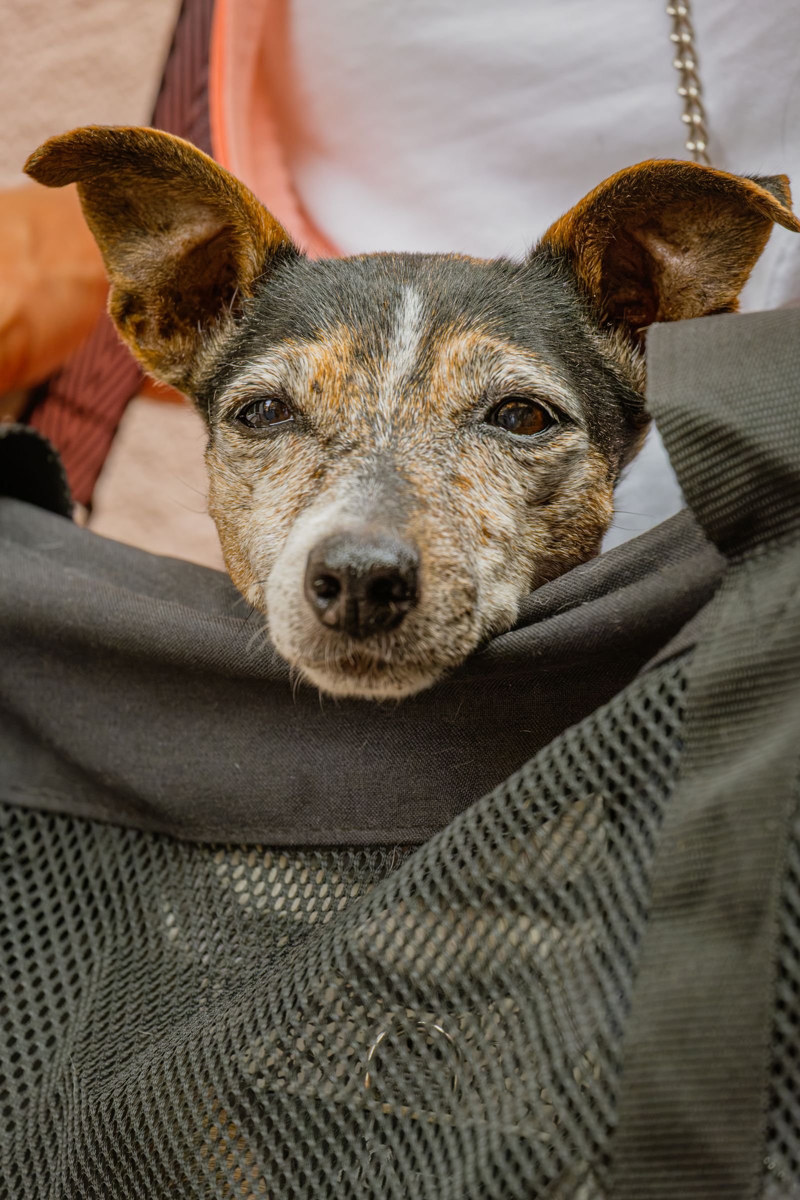 The carrier decides the fare: cabin soft-bag or cargo kennel