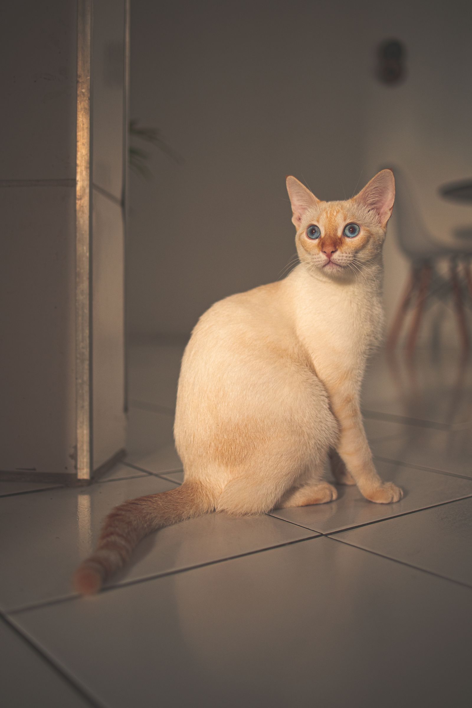 One healthy adult cat is exactly who top-entry boxes are built for