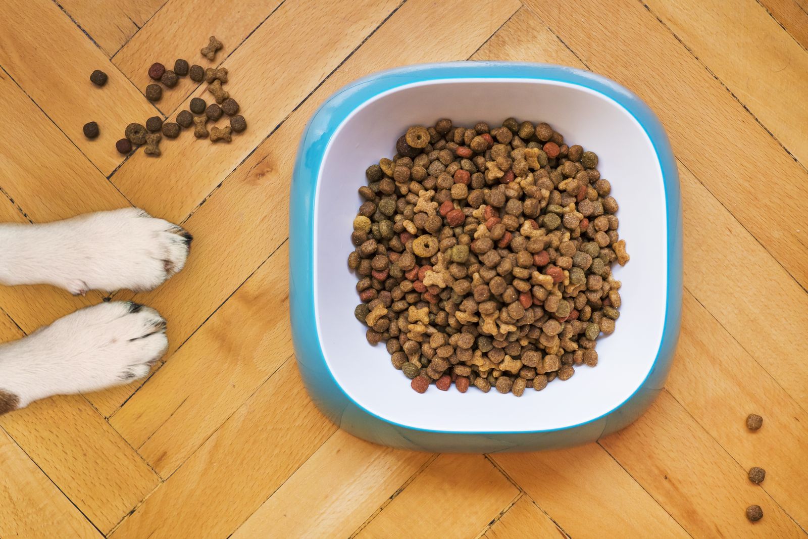 Dog food bowl on wooden floor