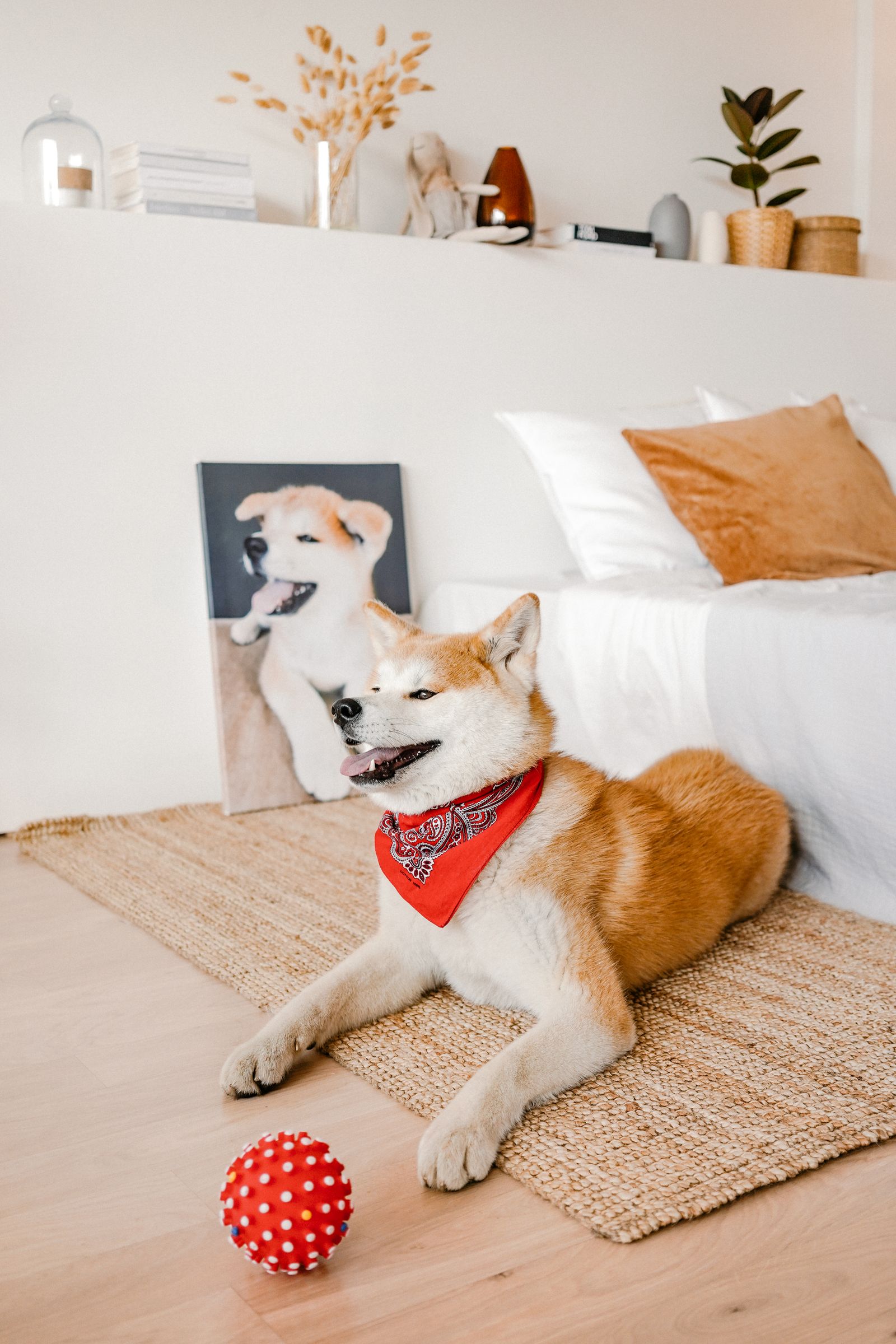 Happy dog relaxing on a rug at home with a red toy