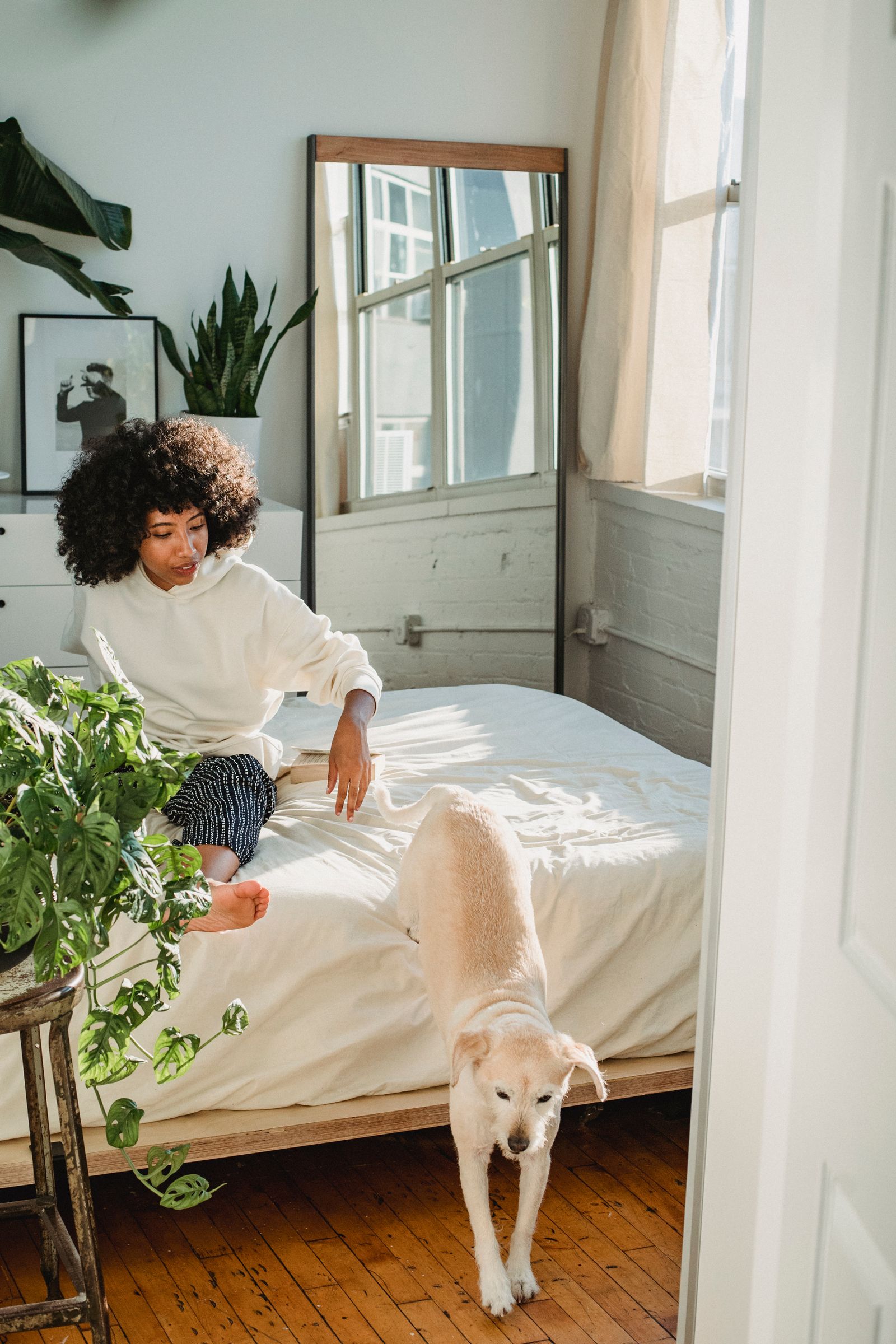 Dog stepping down off a bed in a cozy bedroom