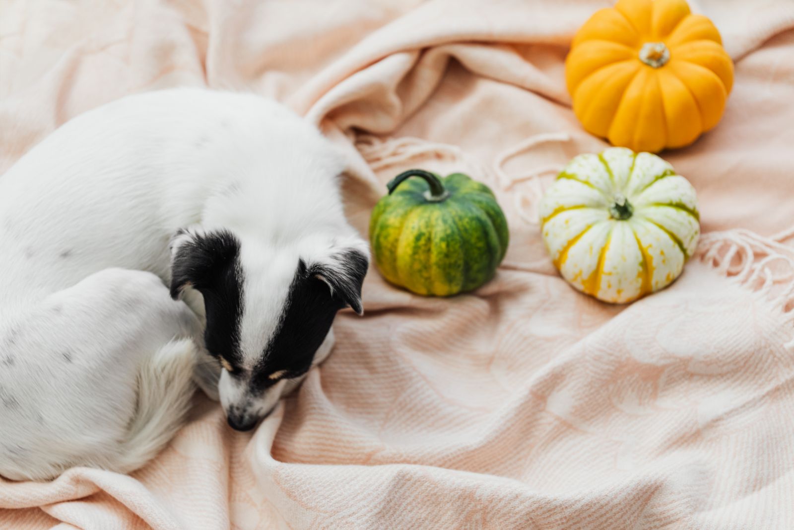 Dog resting with pumpkins