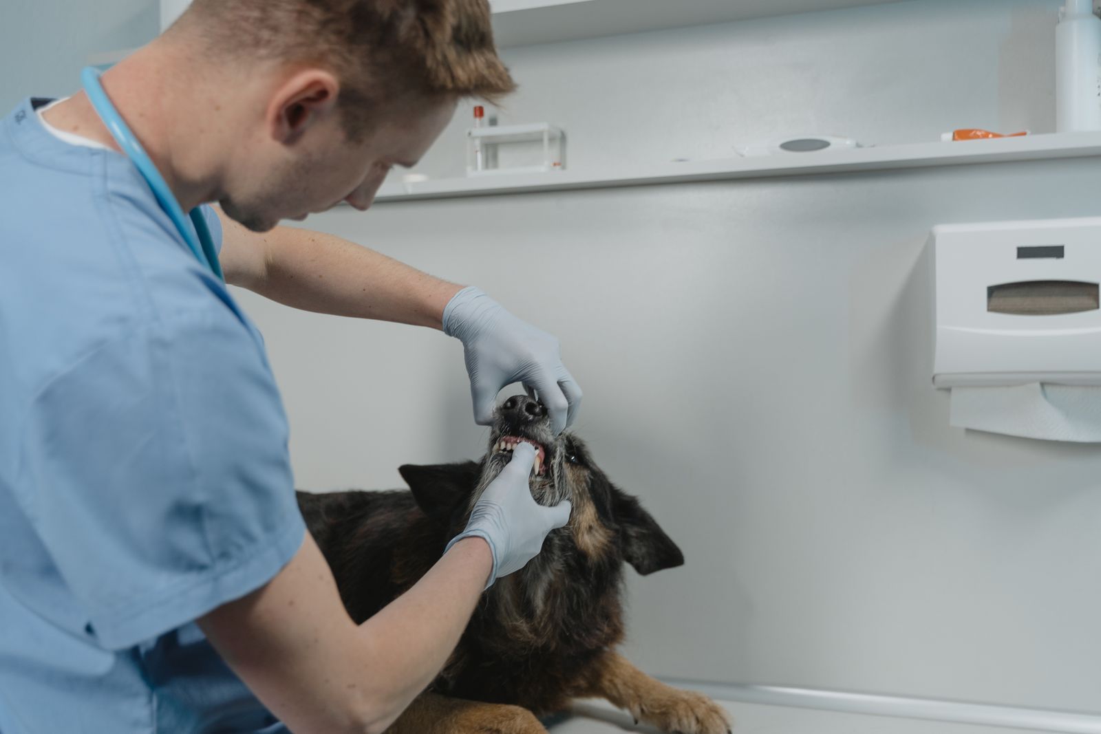 A veterinarian examining a dog's teeth during a dental checkup