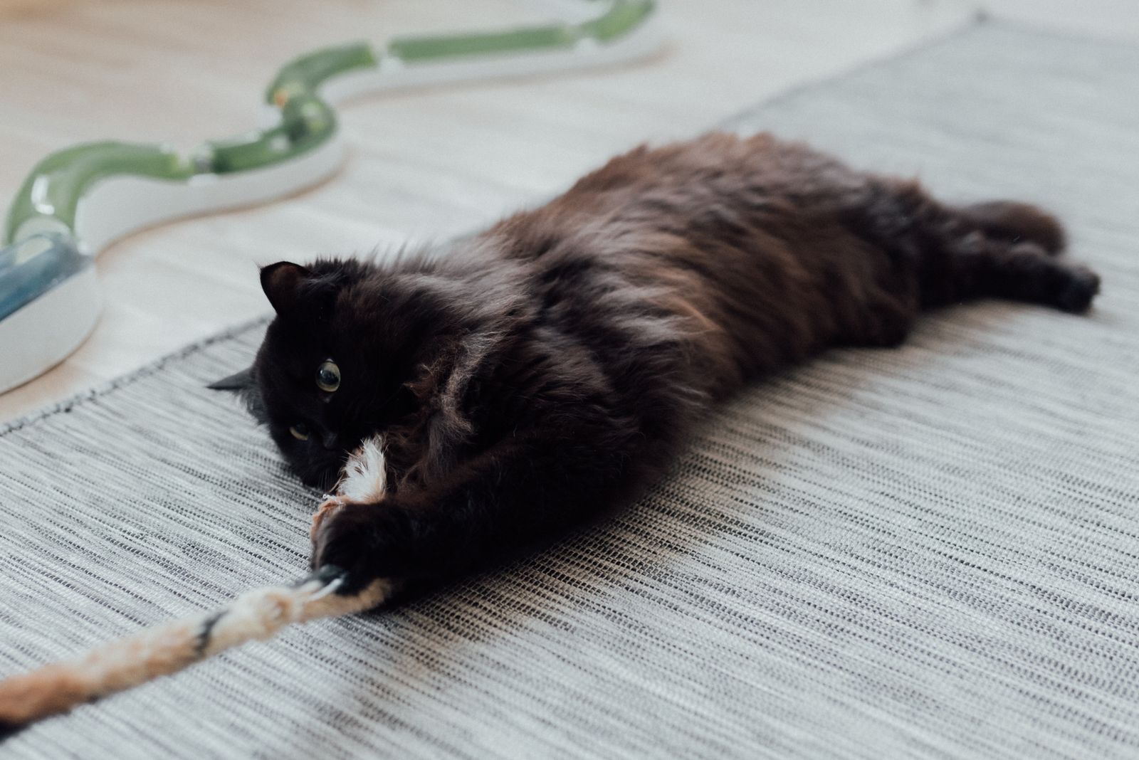 A black cat tugging a rope toy on a cozy rug — the toy-first approach in action