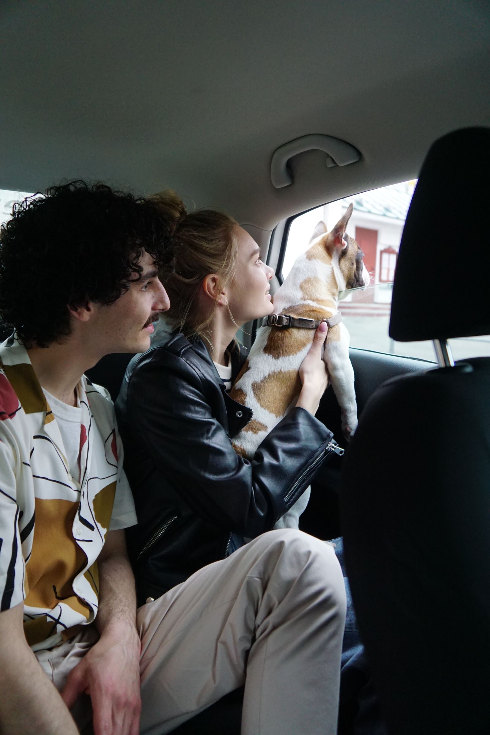 Dog riding in the back seat of a car, watching the road through the window